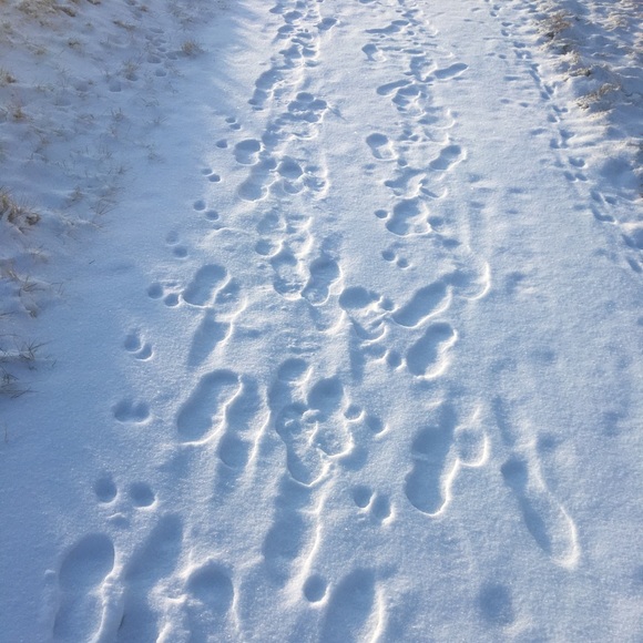 Meet your Posher, Sam - Picture 1 of 1